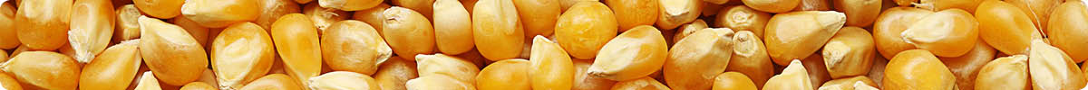 Close-up image of popcorn kernels
